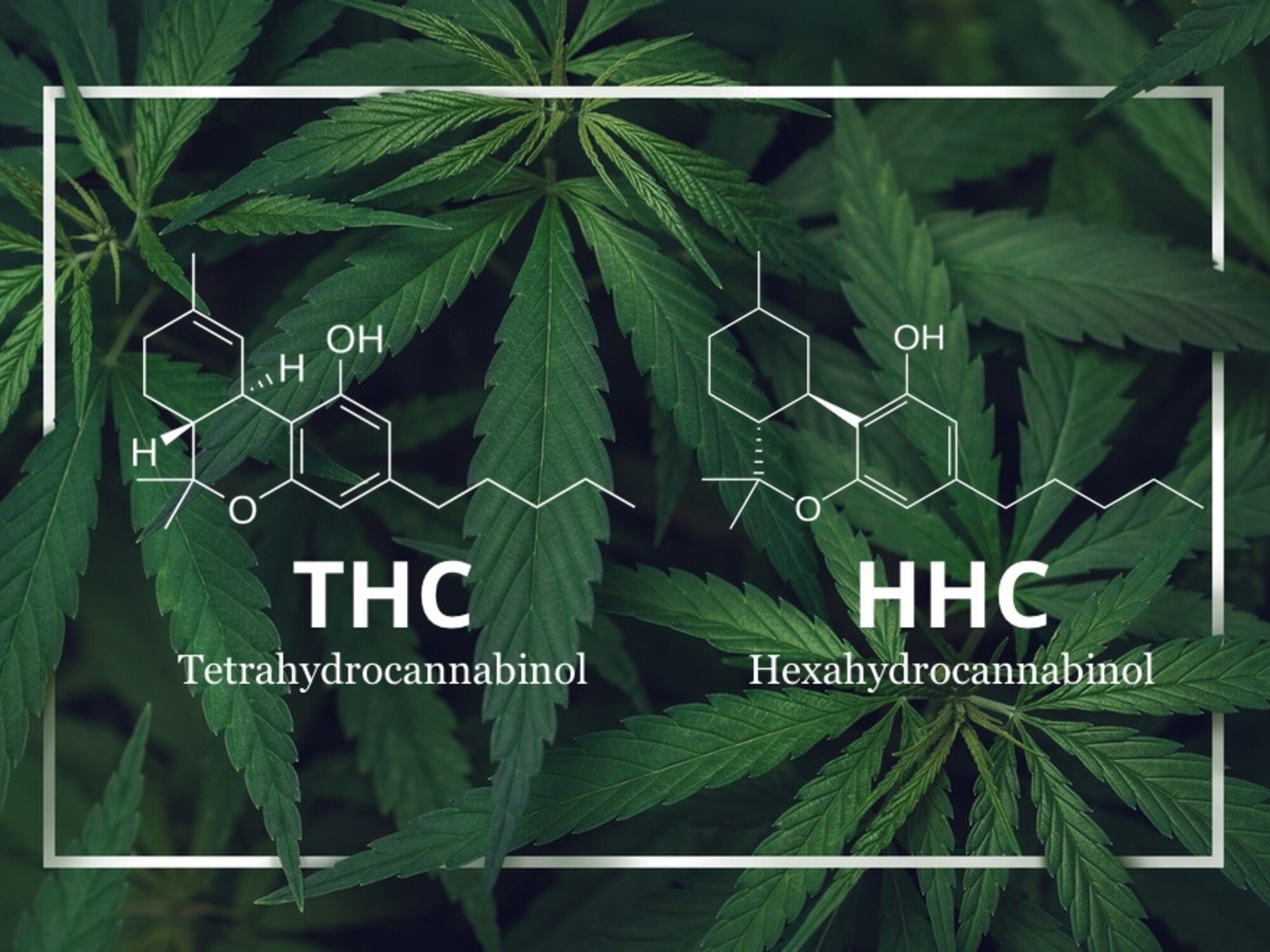 Wat is het verschil tussen THC en HHC?